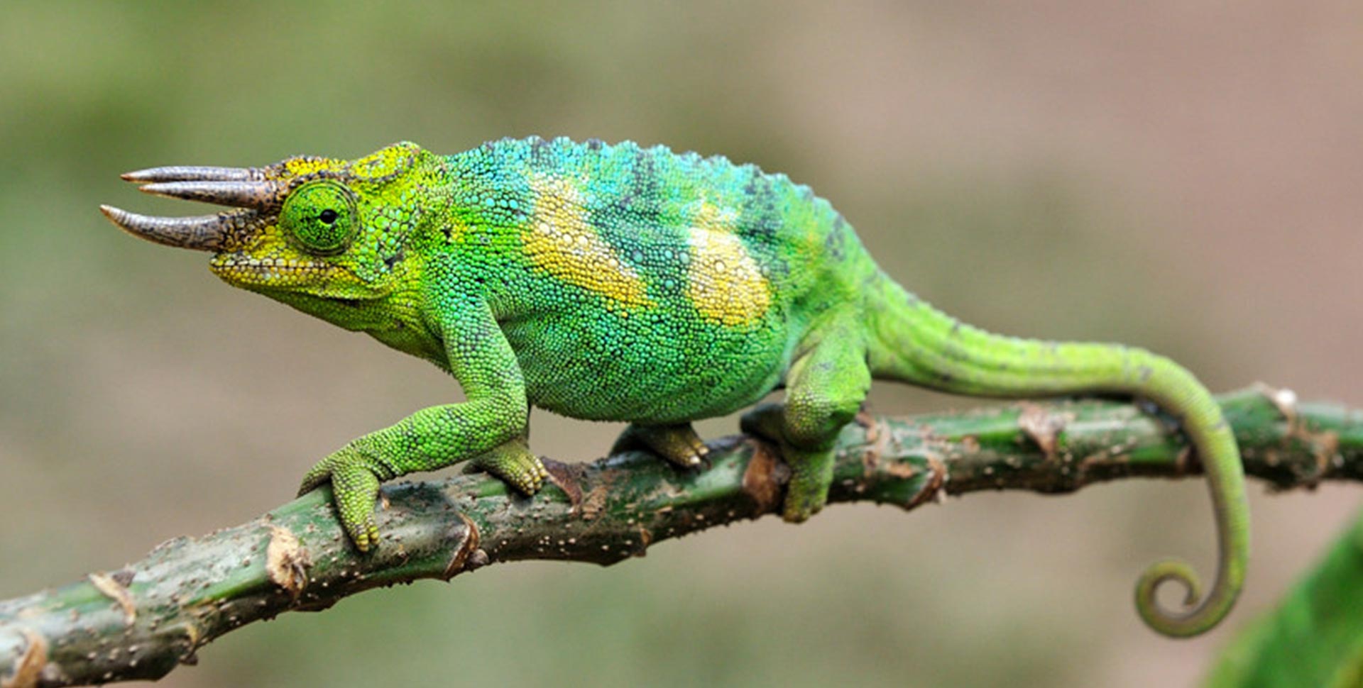 Chameleons, Reptiles, Animals
