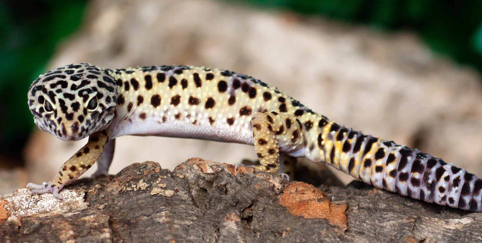 Leopard Gecko | Galápagos Reptile Gear