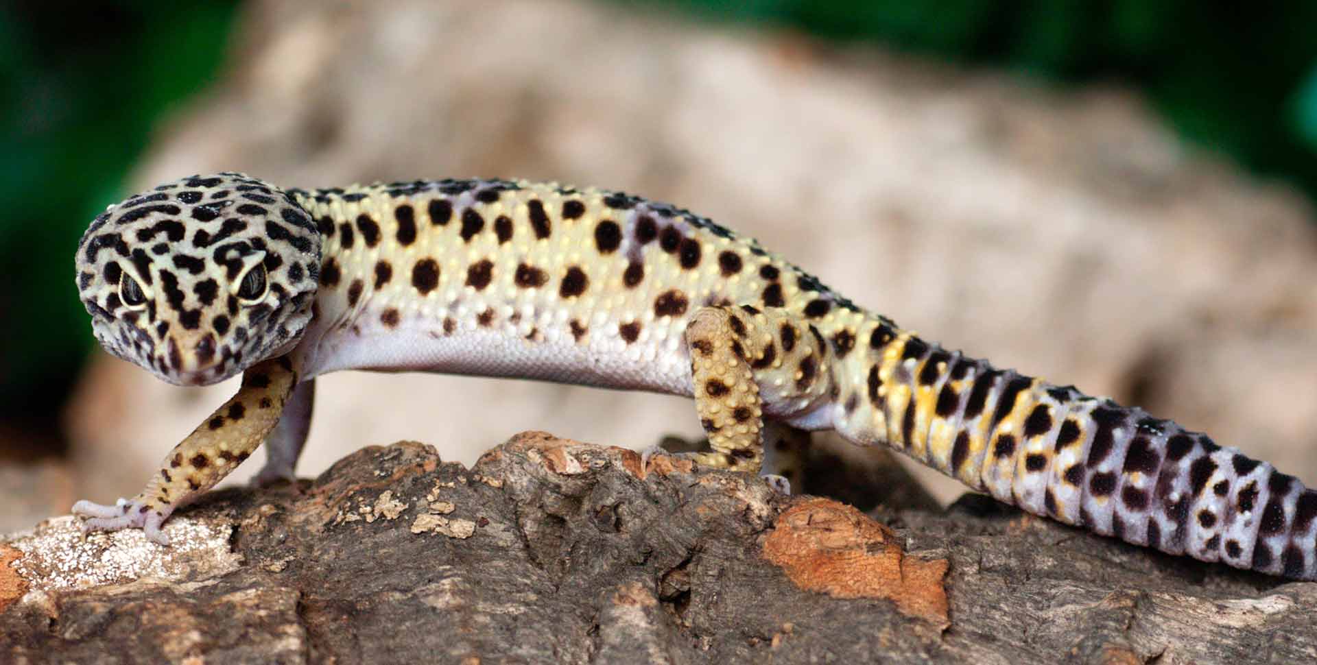 Leopard Gecko | Art de rèptils Galápagos