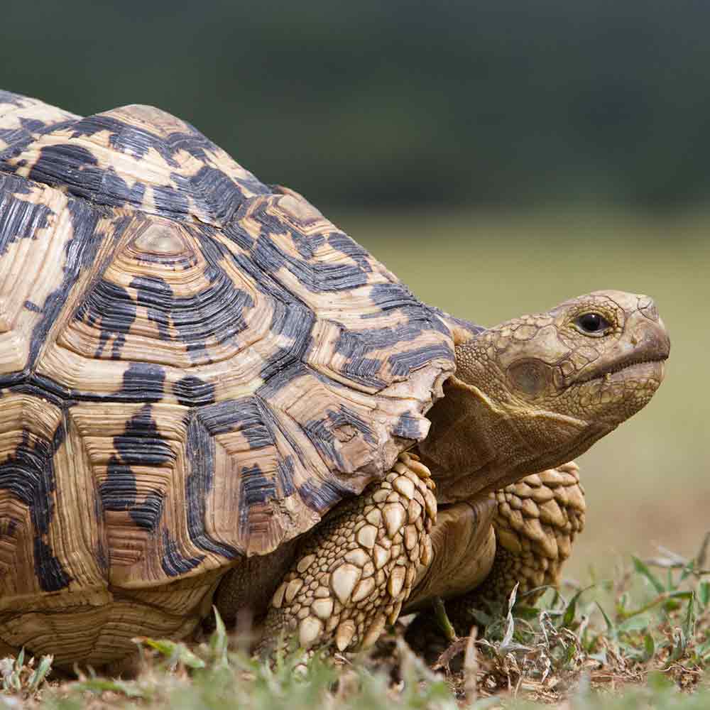 Leopard Tortoise photo