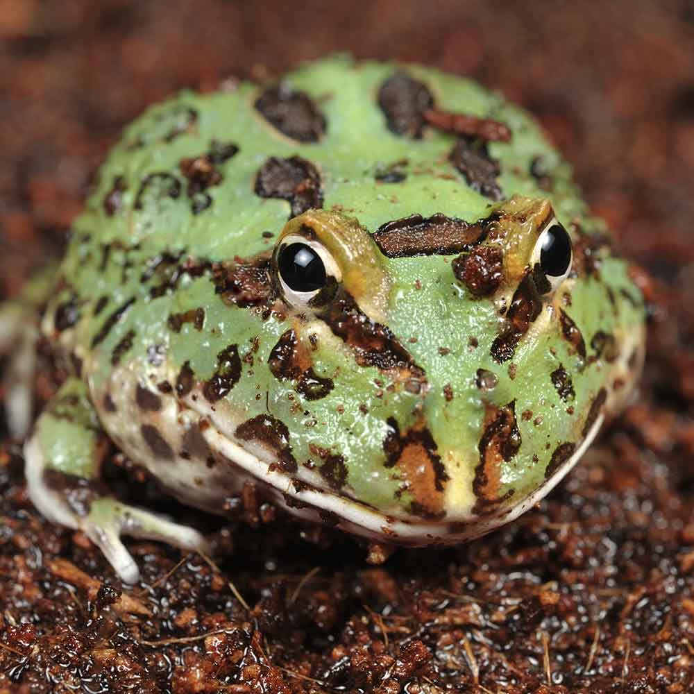 Ornate Pac-Man Frog photo
