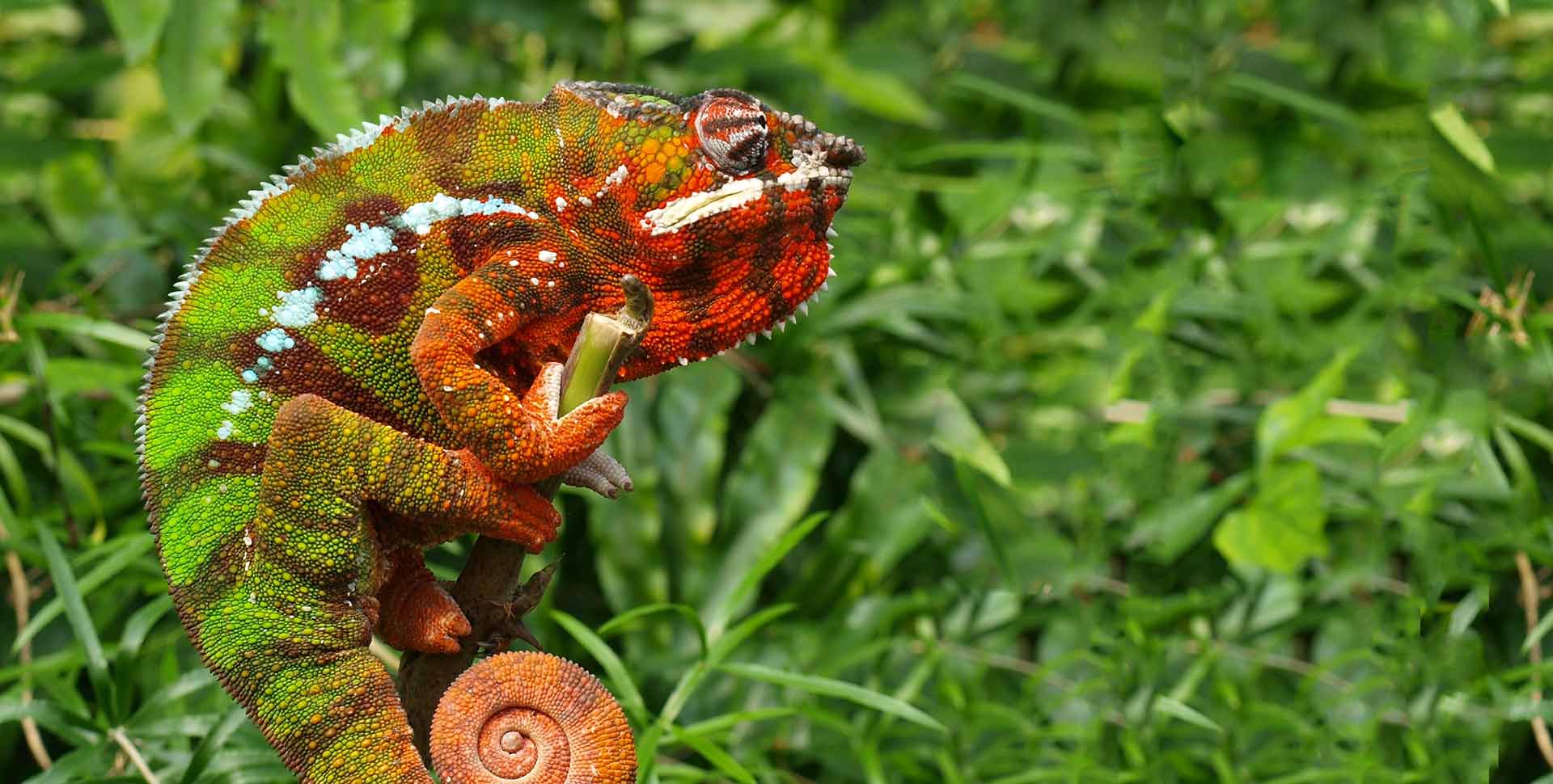 Should You Keep a Panther Chameleon as a Pet?