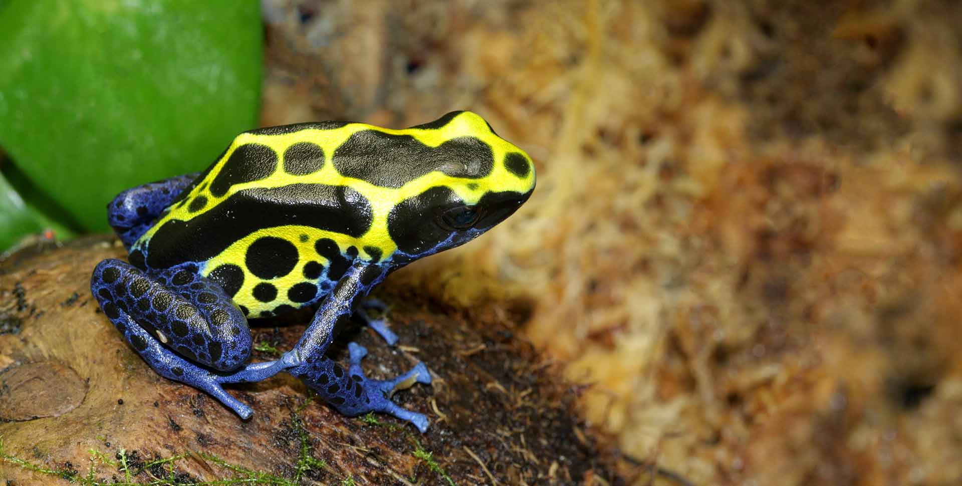 poison dart frogs info