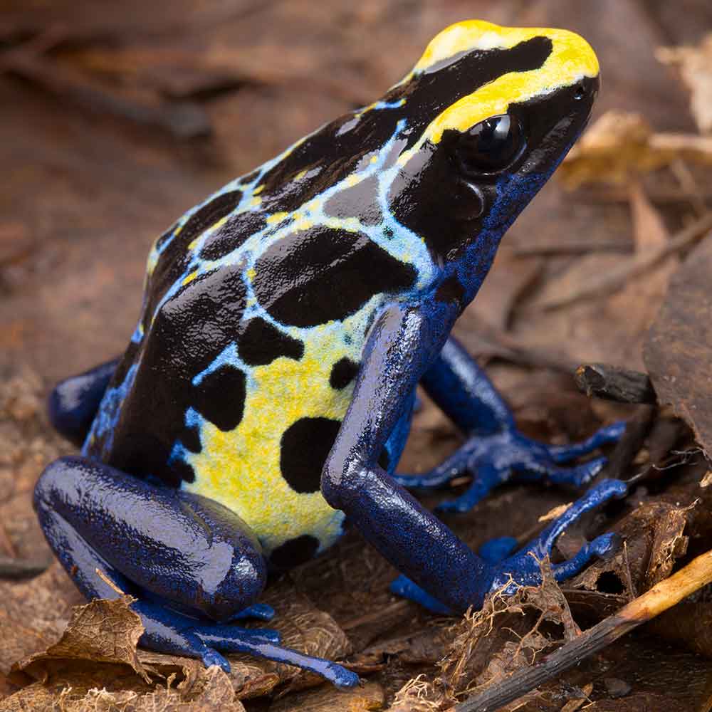 Poison Dart Frog photo