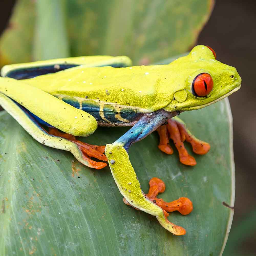 Red Eyed Tree Frog photo