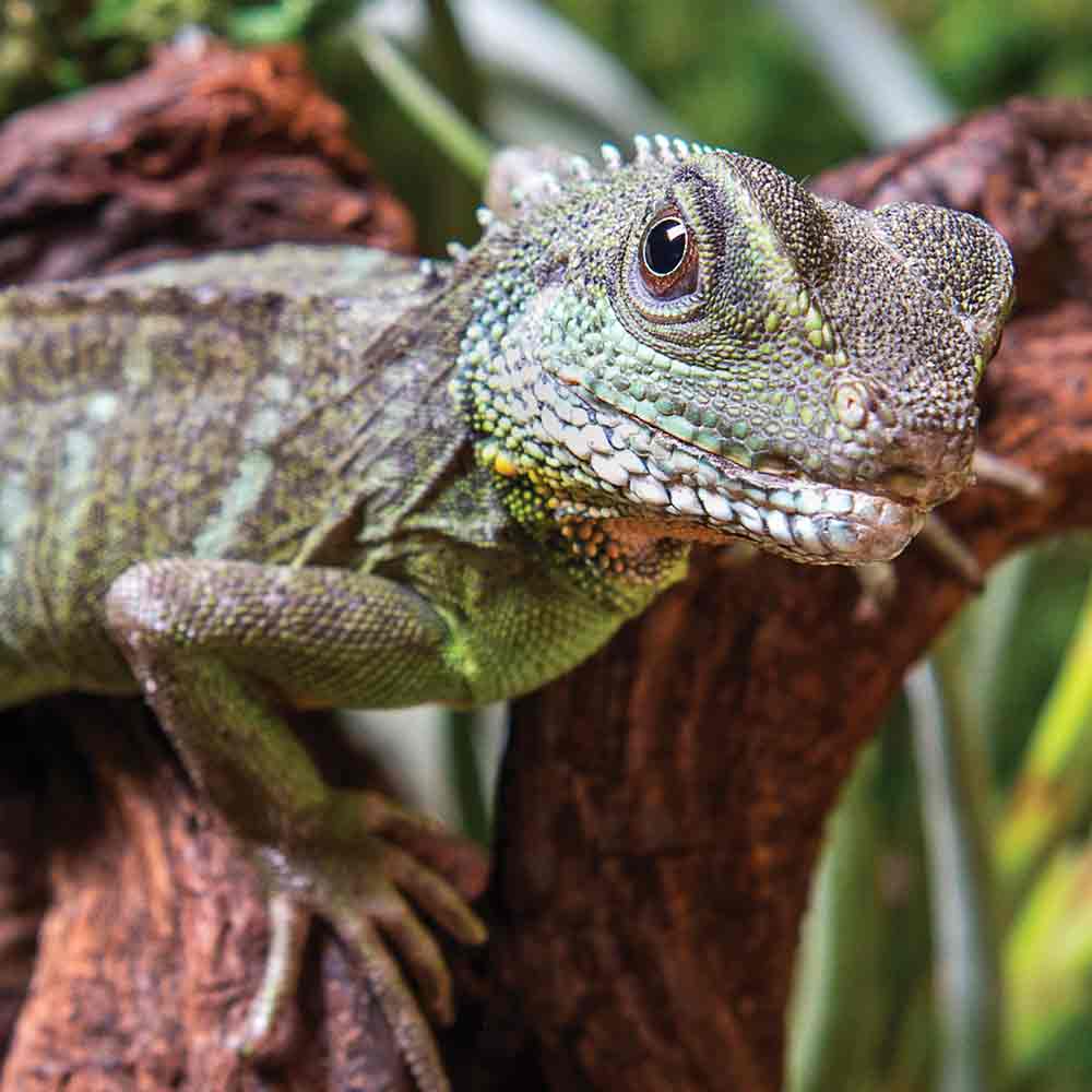 Chinese Water Dragon photo