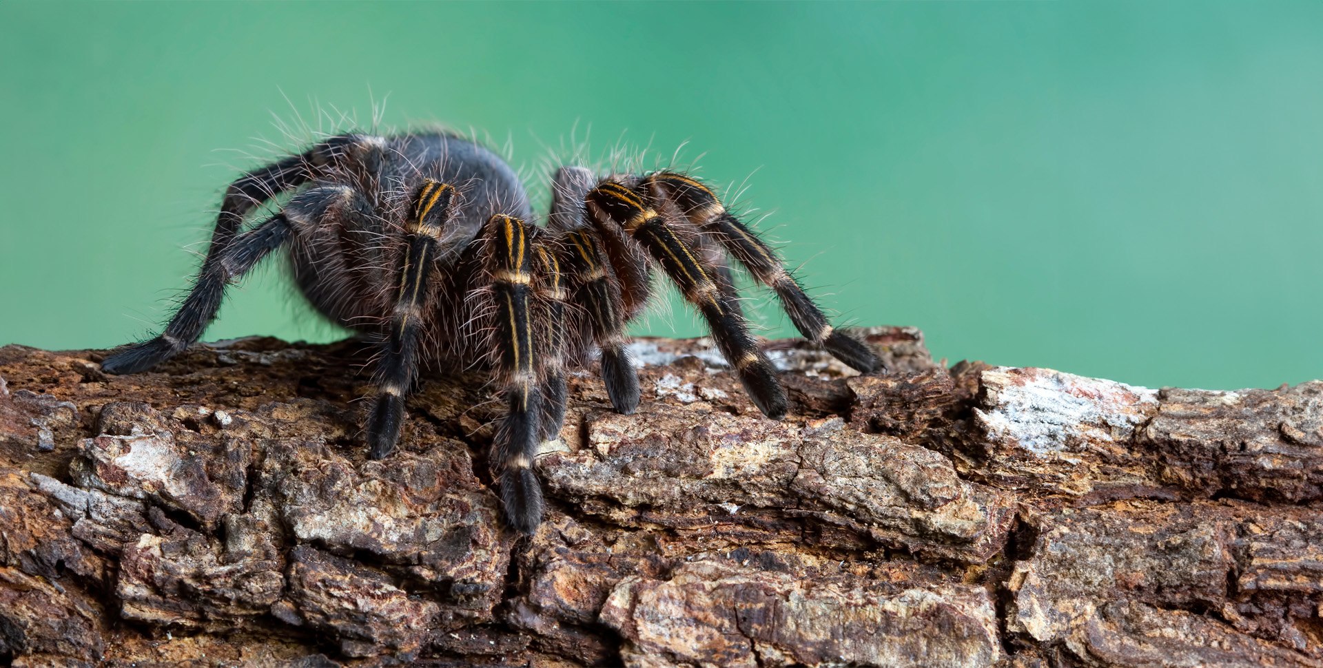Chaco Golden Knee Tarantula | Care Center | Galápagos Reptile Gear