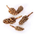05159_Magnolia-Seed-Pods_Product-Photo_01