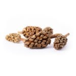 05159_Magnolia-Seed-Pods_Product-Photo_02