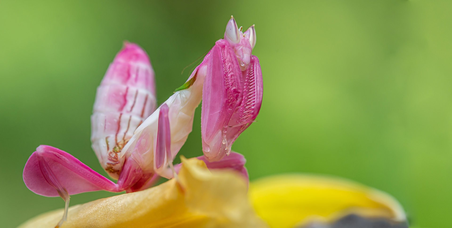 Orchid Mantis | Galápagos Reptile Gear