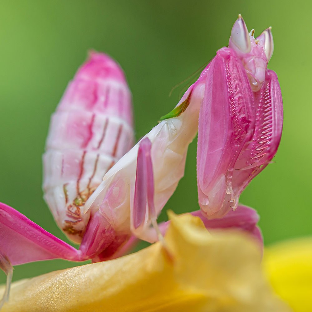 Orchid Mantis photo