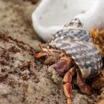 hermit-substrate-2