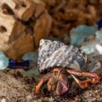 hermit-substrate-3